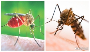ვინ ხდებიან კოღოების მსხვერპლი - რატომ კბენენ ისინი ზოგს უფრო ხშირად