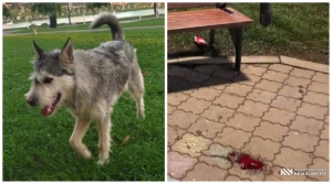 კაცმა პნევმატური იარაღით ძაღლი მოკლა - რა ბრალი წარუდგინეს მოქალაქეს?