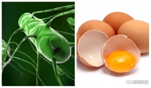 უმი კვერცხის ჭამამ შესაძლოა სიკვდილამდე მიგიყვანოთ - რა დაავადებას იწვევს ის