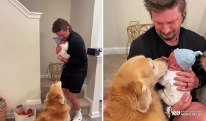 ძაღლის და ახალშობილის პირველი შეხვედრა - ვიდეო სოციალურ ქსელში ვირუსულად ვრცელდება (ვიდე)