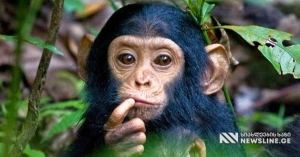 ევროპის ყველაზე ასაკოვანი შიმპანზე 50 წლის გახდა