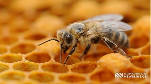 VIDEO: ფოთში სახლის კედელში, დიდი რაოდენობით ფუტკარი და თაფლი აღმოაჩინეს - რა გადაწყვიტა ოჯახმა
